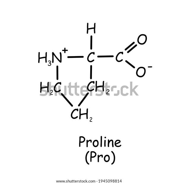 <p>is the only amino acid that does not follow the general structure.</p><ul><li><p>The R group (side chain) branches to the amino group, not on the alpha carbon.</p></li><li><p><span style="color: blue">It is a secondary amino acid because the amino group present in your proline is considered as a secondary amino group, or a secondary amide.</span></p></li></ul>