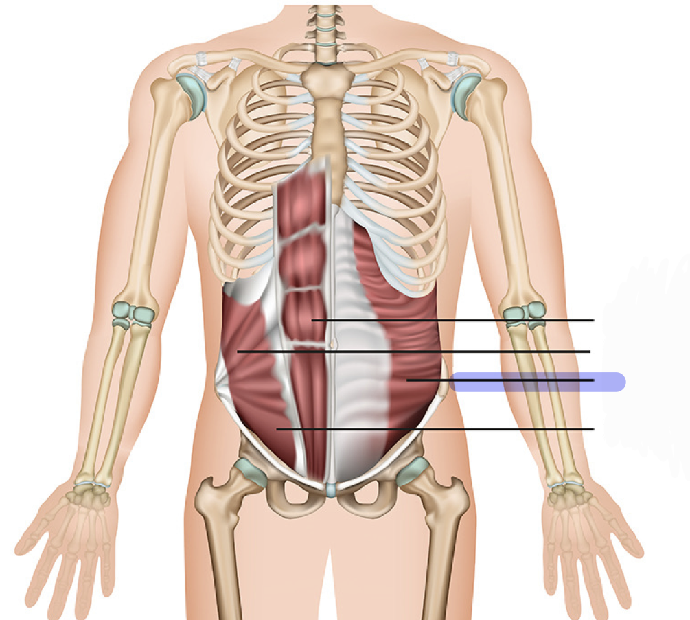 <p>Unilateral: Lateral flexion of the vertebral column</p><p>Bilateral: flexes vertebral column and compresses</p>