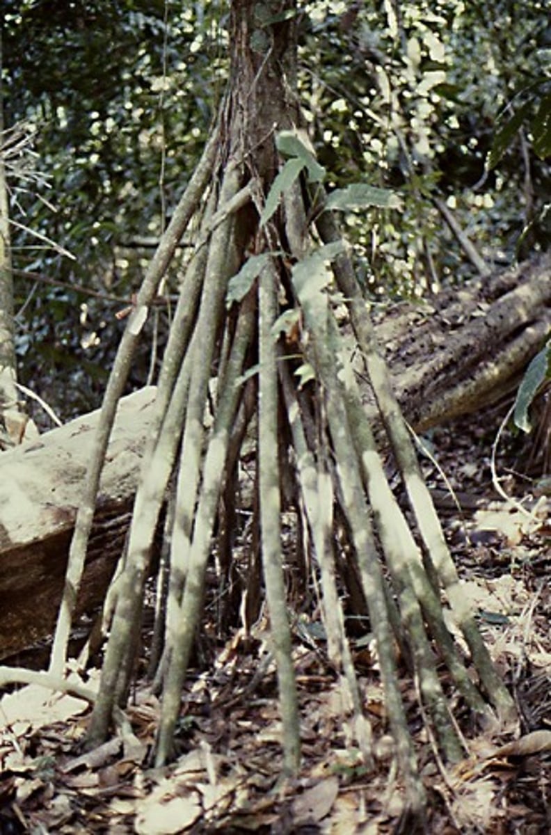 <p>roots that grow partially in the air and partially in the ground; arise from node on stem</p><p>- stilt</p>
