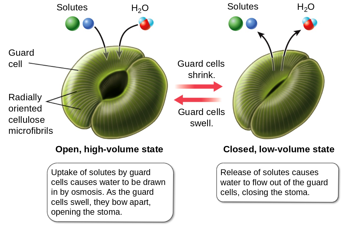 <p>specialized plant cells on the epidermis that are used to control gas exchange</p><p>cellulose: structural component of plant cell walls</p><ul><li><p>with high pressure guard cells open; with low pressure guard cells close</p></li><li><p>uptake of solutes by guard cells causes water to be drawn in by osmosis (as the guard cells swell, they bow apart, opening the stoma)</p></li><li><p>release of solutes causes water to flow out of the guard cells, closing the stoma</p></li></ul>
