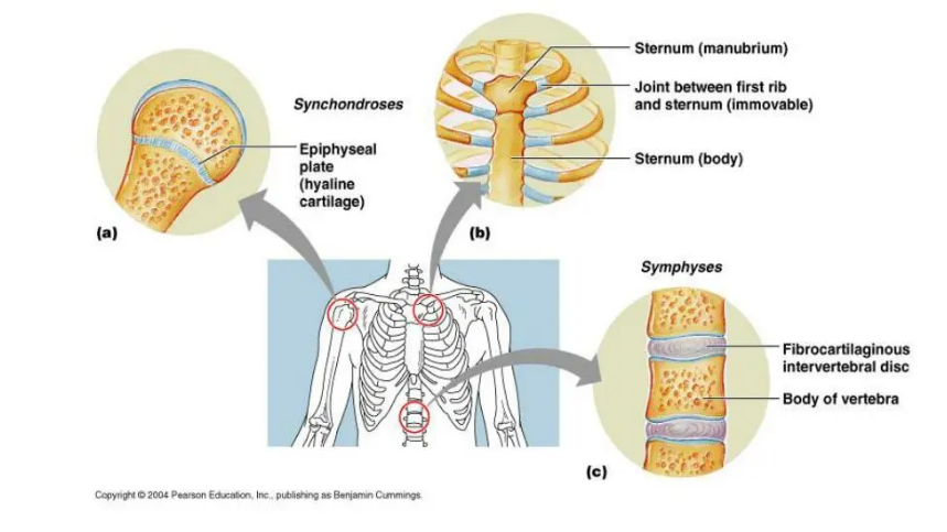 * bones joined by cartilage.
* These joints are relatively rigid and do not allow for very much motion (if any at all).

Example – symphyses (the pelvic symphysis), synchondrosis (epiphyseal plate)