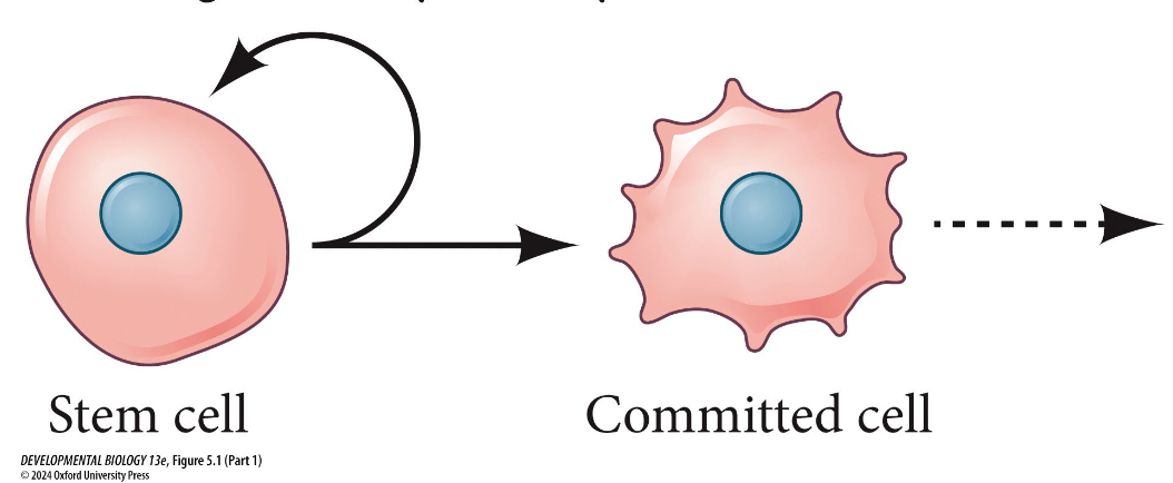 <p>Committed cell</p>