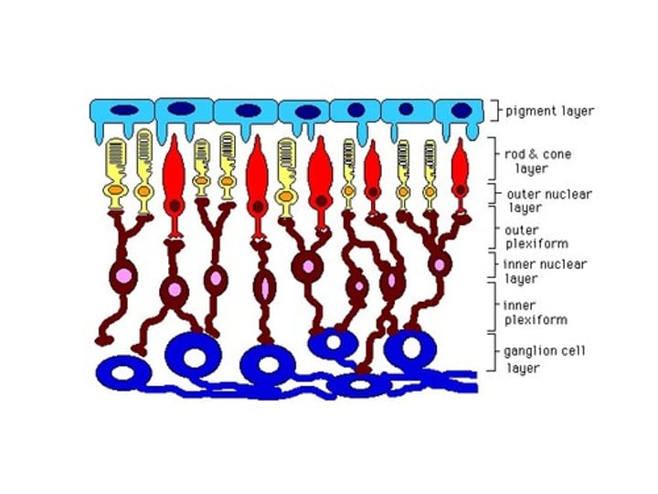 <p>In the retina, the specialized neurons that connect to the bipolar cells; the bundled axons of the ganglion cells form the optic nerve.</p>