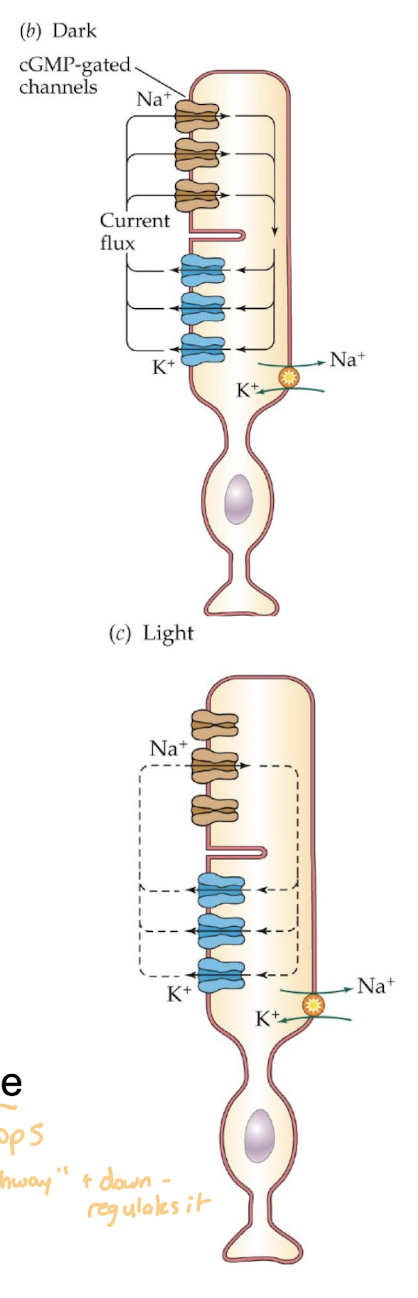 <p>In the Dark: “Off Pathway”</p><ul><li><p>Na+ channels are open (cGMP is bound)</p></li><li><p>Na+ entry and K+ exit is countered by Na+/K+ pump</p></li><li><p><strong>constant glutamate release</strong></p><ul><li><p>up-regulates and excites dark pathway</p></li></ul></li></ul><p>In the Light: “On Pathway”</p><ul><li><p>cGMP is enzymatically degraded</p></li><li><p>Na+ channels close, and receptor cells <em>hyperpolarize</em></p></li><li><p><strong>reduction of glutamate release</strong></p><ul><li><p>glutamate leaking stops: and since glutamate is inhibitory for the on pathway (down-regulates it), the on pathway can now act</p></li></ul></li></ul><img src="https://knowt-user-attachments.s3.amazonaws.com/6a9f5a9f-32c6-4b2e-b3e0-976d5816d195.png" data-width="100%" data-align="center" alt="knowt flashcard image"><p></p>