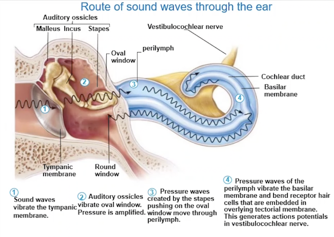 <ol><li><p>Sound waves vibrate the tympanic membrane (funnelled through by pinna and EAM)</p></li><li><p>Auditory ossicles vibrate oval window + pressure is amplified </p></li><li><p>Pressure waves created by stapes pushing on oval window move through perilymph</p></li><li><p>Pressure waves of perilymph vibrate basilar membrane </p></li><li><p>Receptor hair cells embedded in tectorial membrane get moved/bent </p></li><li><p>Creating action potentials in vestibulocochlear nerve</p></li></ol><p></p>