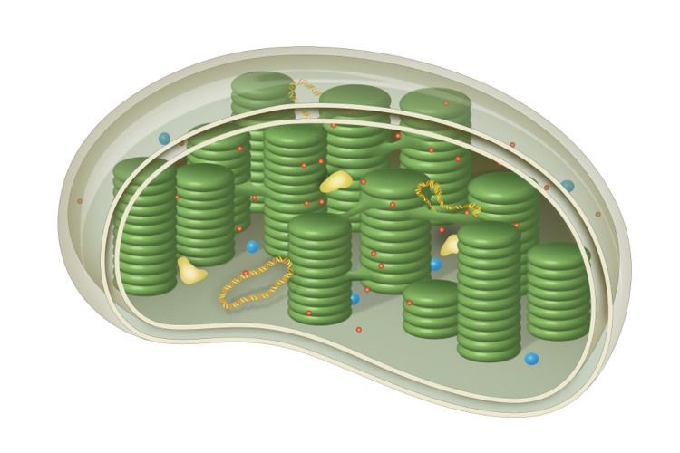 <p>location of photosynthesis and found only in plant cells</p>