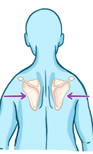 sholders backward & scapulae move posteromedially