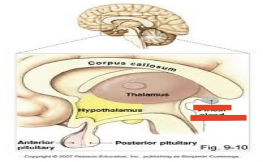 <p>14.7 what part of the diencephalon is this? Function? </p>