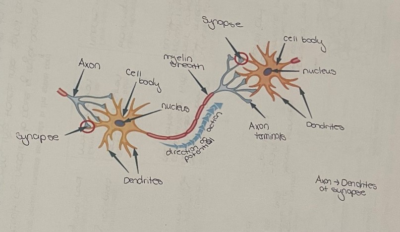 knowt flashcard image