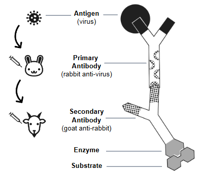 <p>● Antigen — in an antigen detection ELISA, the patient sample is tested for the presence of antigens from viruses, bacteria, etc.</p><p>● Primary antibody — binds to the antigen</p><p>       ○ can be produced in a lab by injecting the target antigen       into an animal and then harvesting the serum</p><p>● Secondary antibody — binds to the constant region of the primary antibody</p><p>      ○ made by injecting the primary antibodies from one animal into a different animal</p><p>     ○ secondary antibodies are attached to an enzyme which catalyzes a color change when substrate is added</p><p>● Substrate — changes color in the presence of the enzyme, indicating a positive result</p>