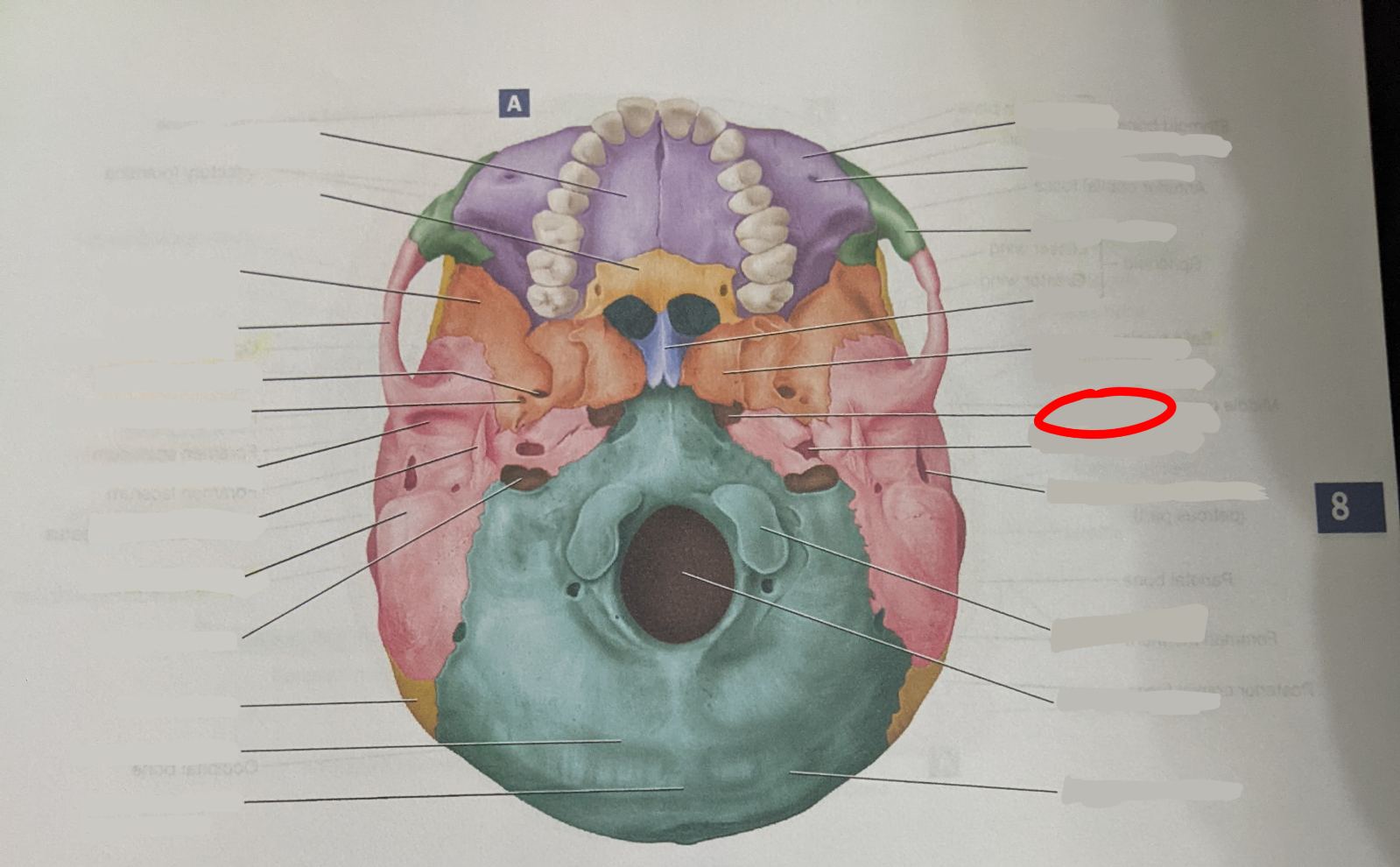 knowt flashcard image