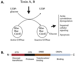 <p>Toxin A (Enterotoxin): Causes fluid leakage; Toxin B (Cytotoxin): Causes cell death and inflammation.</p>