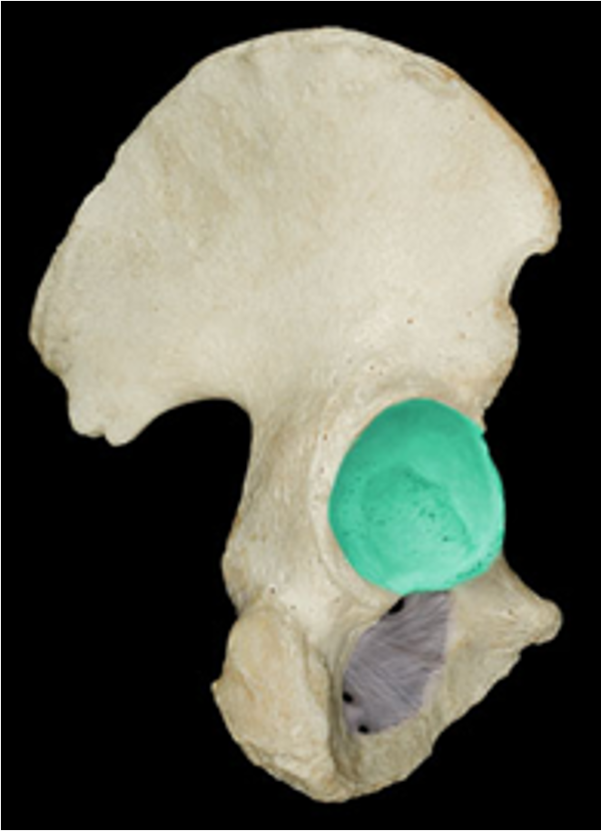 <p>deep socket of the hip joint</p>