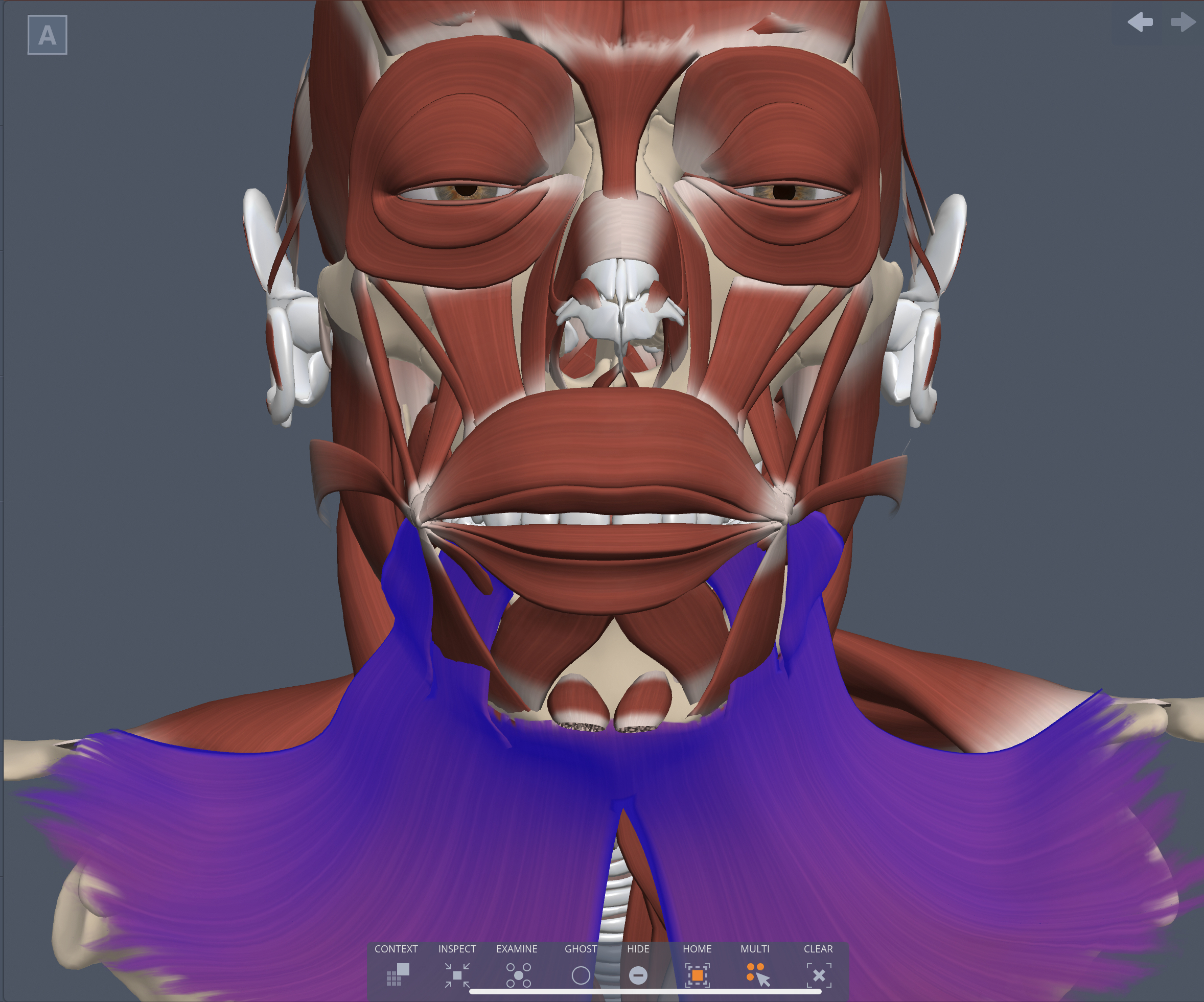 Innervation of Platysma muscle