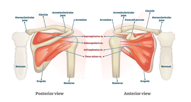 <p>SITS</p><ul><li><p>supraspinatus →<strong>abductie</strong>, Jobes test, emptycan test.</p></li><li><p>infraspinatus → exorotatie</p></li><li><p>teres minor</p></li><li><p>subcapsularis→ endo rotatie, lift off bear hug test.</p></li></ul><p></p>