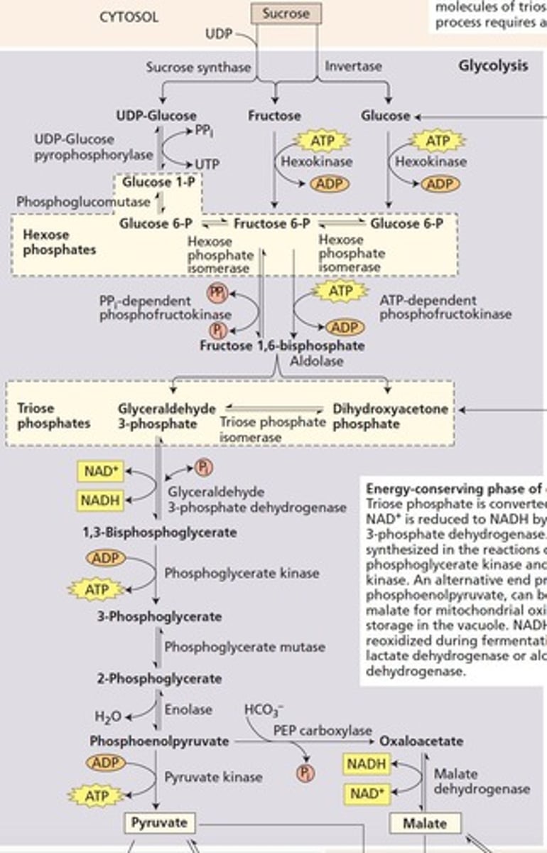 <p>First step of respiration, occurs in cytoplasm.</p>