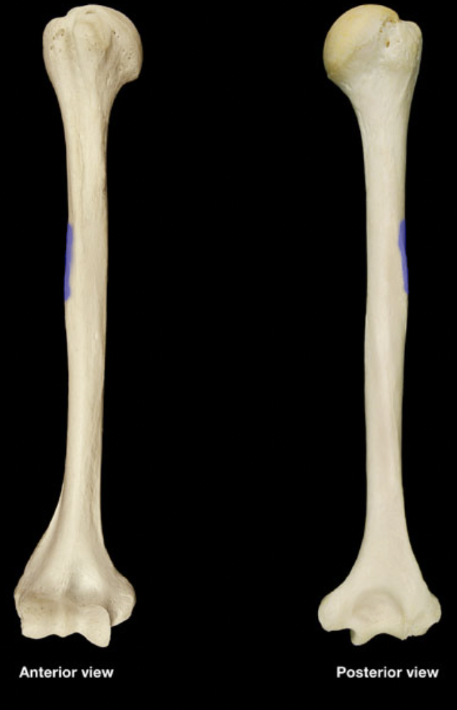 <p>(right humerus)</p>