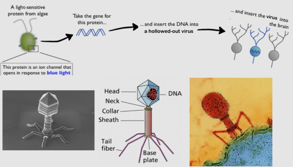 <ul><li><p>it is a DNA delivery system </p></li><li><p>they replicate by injecting viral DNA in a host organism </p></li><li><p>Its DNA contains instructions on how to make more vireus</p></li></ul><p></p>