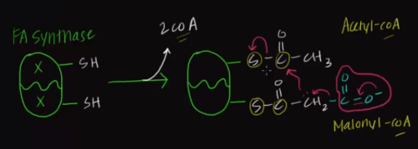 <p>Adding a CO2 to acetyl-CoA allows an unfavorable reaction to be favorable. In particular, when the CO2 group is removed, it causes electrons to be placed on one of the carbons of malonyl-CoA, which can then attack the acetyl-CoA, resulting in polymerization.</p>