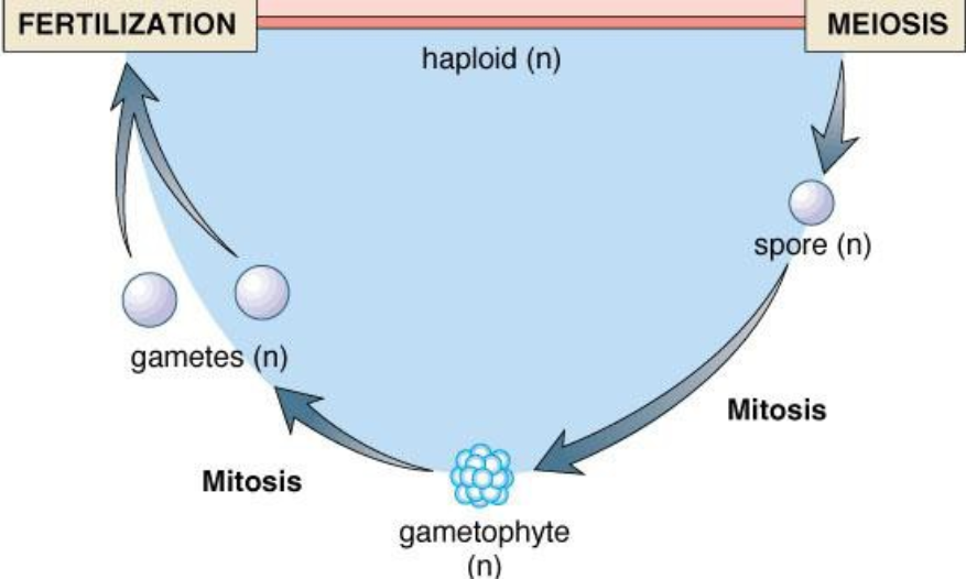 <p>produces gametes and represents haploid generation (n)</p>