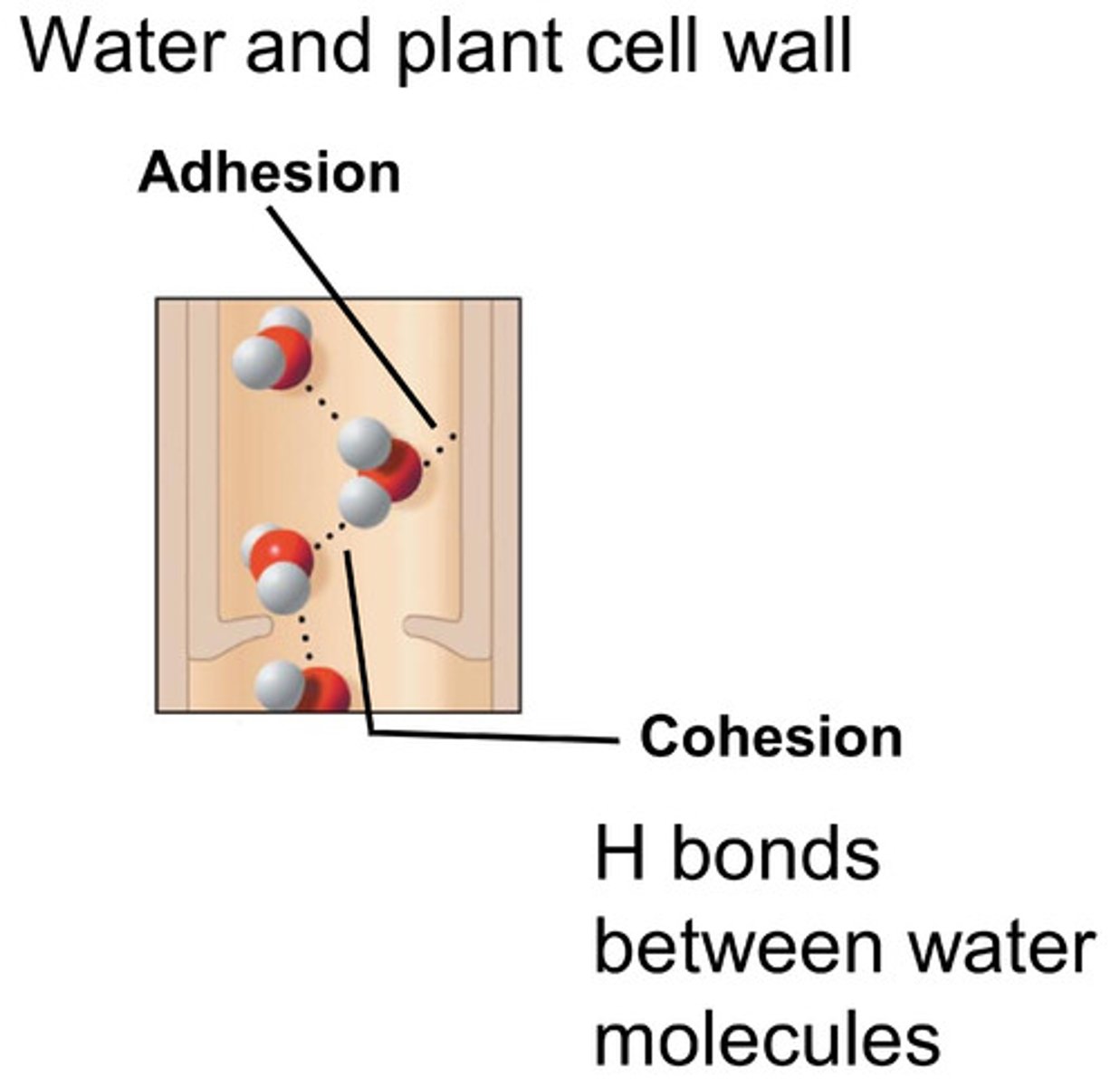 <p>Capillary action helps bring water from the roots all the way up to the branches and leaves. Adhesion of water to the xylem walls will cause an upward force on the water.</p>