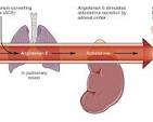 <p><strong>A hospital client with a diagnosis of chronic renal failure has orders for measurement of her serum electrolyte levels three times per week. Which of the following statements best captures the relationship between renal failure and sodium regulation?</strong></p><p>A) Clients with advanced renal failure are prone to hyponatremia because of impaired tubular reabsorption.</p><p>B) Renal clients often require a sodium-restricted diet to minimize the excretion load on remaining nephrons.</p><p>C) Clients with renal failure often maintain high sodium levels because of decreased excretion.</p><p>D) Restricting sodium intake helps to preserve nephron function and has the additional benefit of lowering blood pressure.</p>