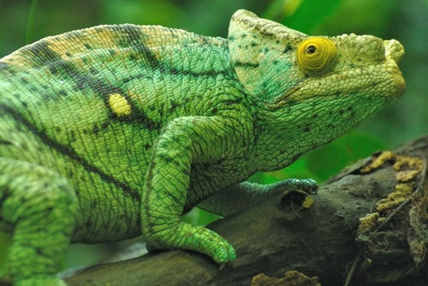 <p>Chameleons:</p><p>- zygodactyl feet</p><p>- prehensile tail</p><p>- turrent eyes</p><p>- color change</p><p>- laterally flattened</p>