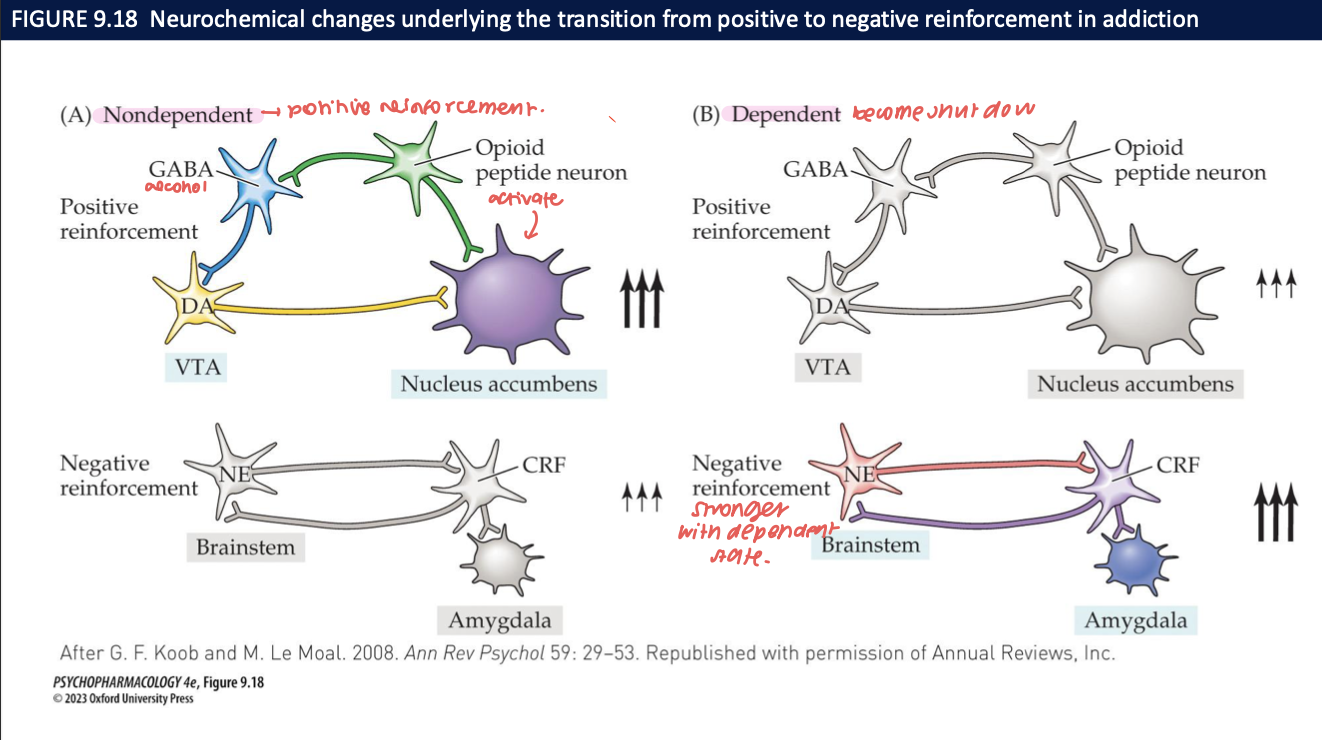 <ul><li><p><strong>CRF, NE, dynorphin</strong> in the <strong>extended amygdala</strong> → <strong>hyperkatifeia</strong> (dysphoria, anxiety) and <strong>anhedonia</strong>. </p></li><li><p>Motivation flips from <strong>positive</strong> (“use to feel good”) to <strong>negative reinforcement</strong> (“use to stop feeling bad”).</p></li></ul><p></p>