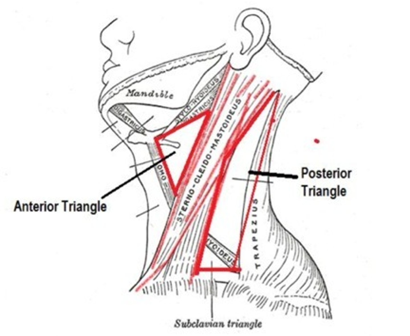 <p>What is this structure?</p>