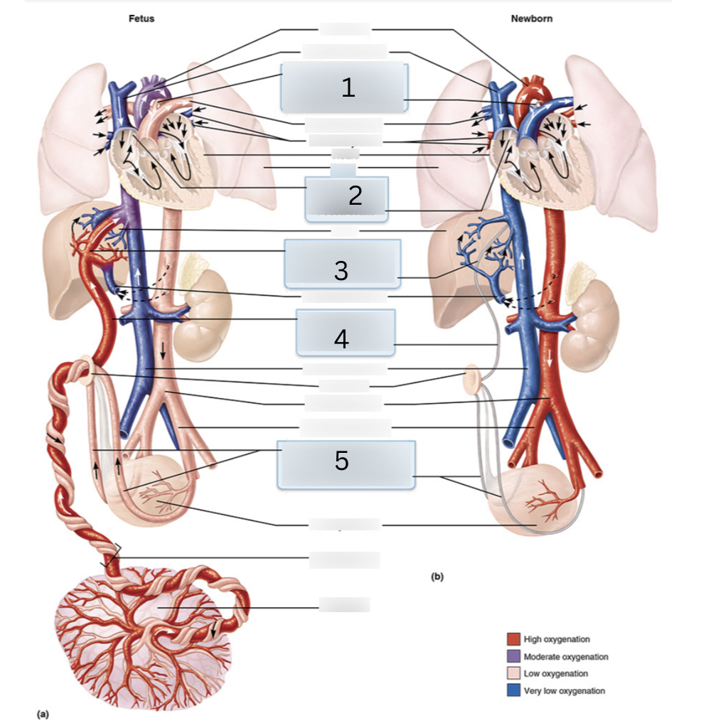 <p>1, Ductus arteriosus —) ____</p>