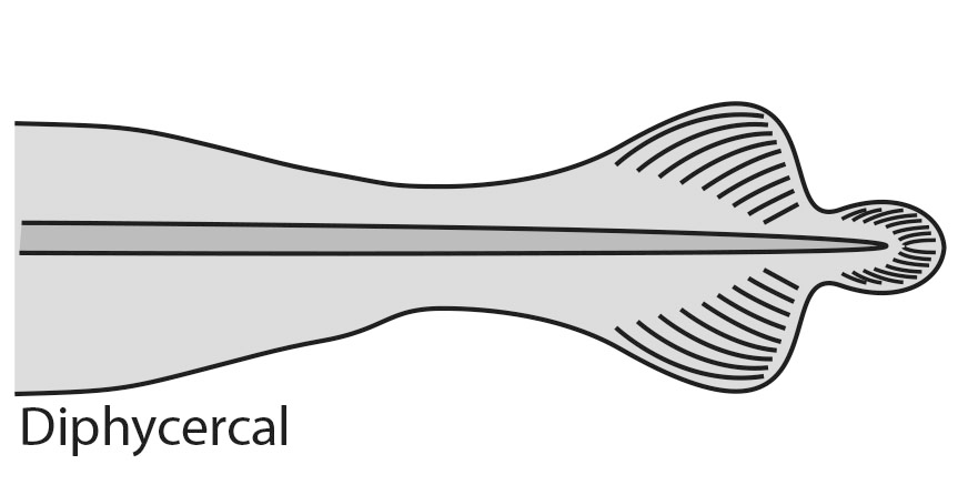 <p>Coelocanths traits (LILNLCDOSVP)</p>