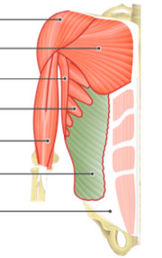 <p>Trunk Muscle</p>