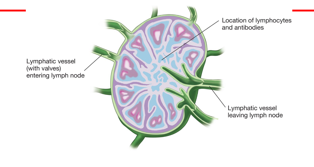 lymph nodes