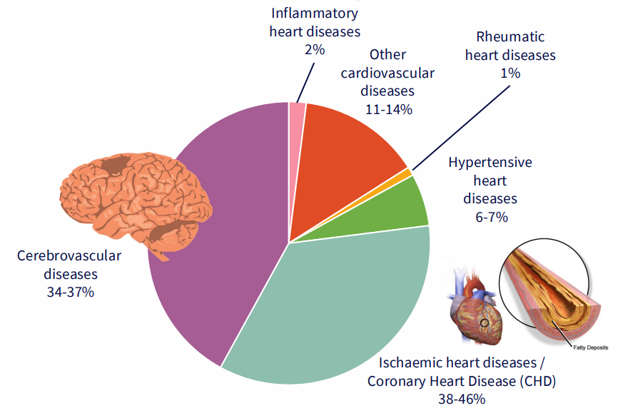 <p>Ischaemic Heart Disease, coronary heart disease and stroke are major causes of death</p>