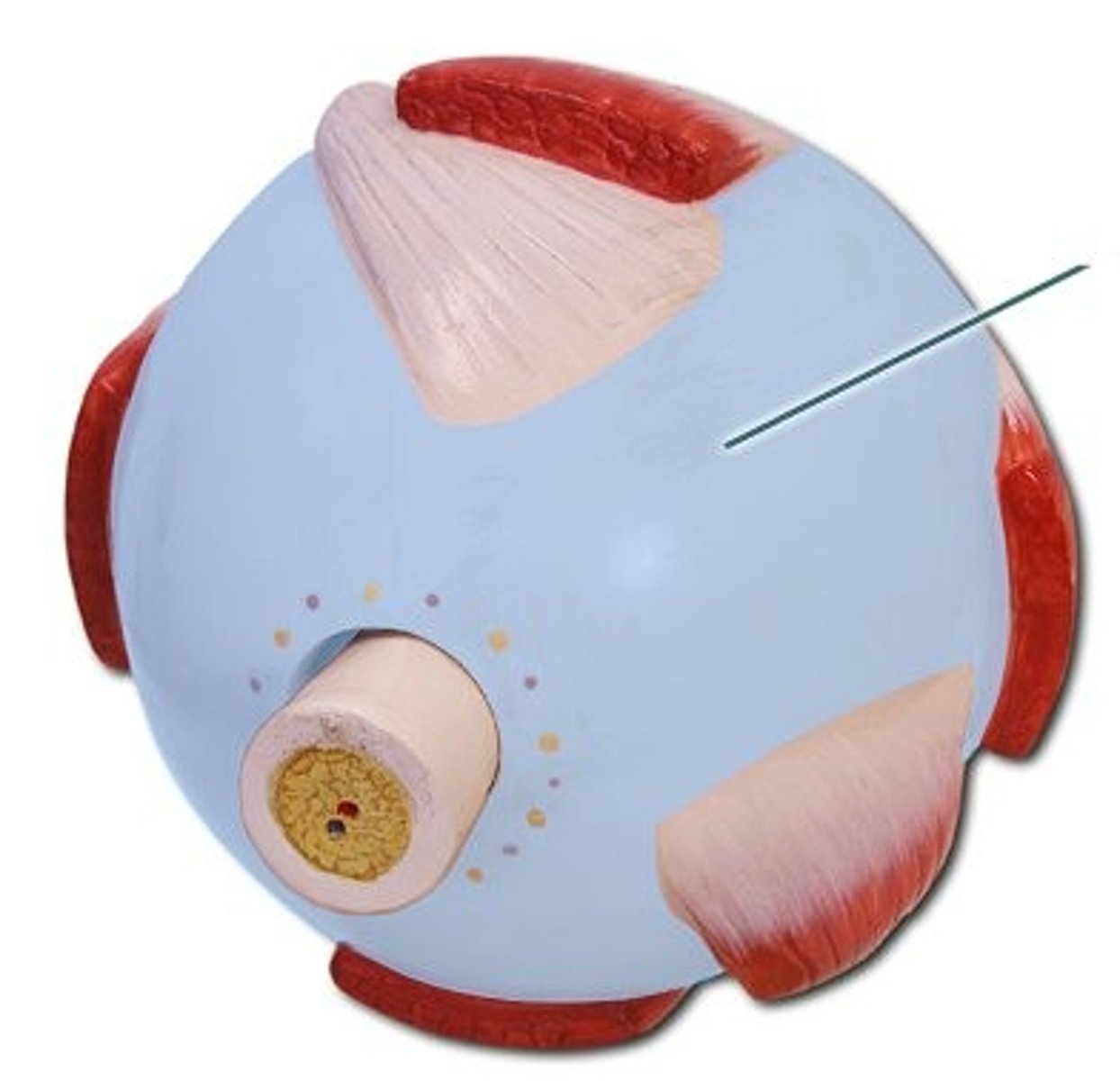 knowt flashcard image