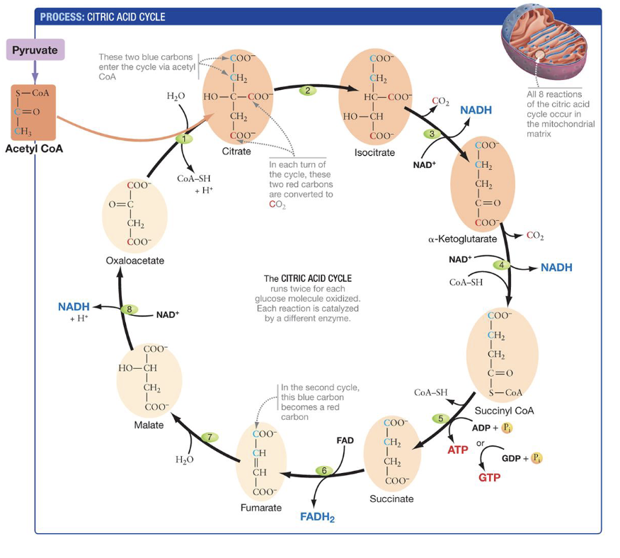 <p><span>Each acetyl CoA from pyruvate<br>processing is oxidized into two CO2 molecules<br>• Located in the mitochondrial matrix (eukaryotes) and cytosol (prokaryotes)<br>• These reactions are organized in a cycle:</span></p><ol><li><p><span>Starts by moving the acetyl group from acetyl-CoA to oxaloacetate to form citrate</span></p></li><li><p><span>Ends when oxaloacetate is regenerated</span></p></li></ol><p></p>