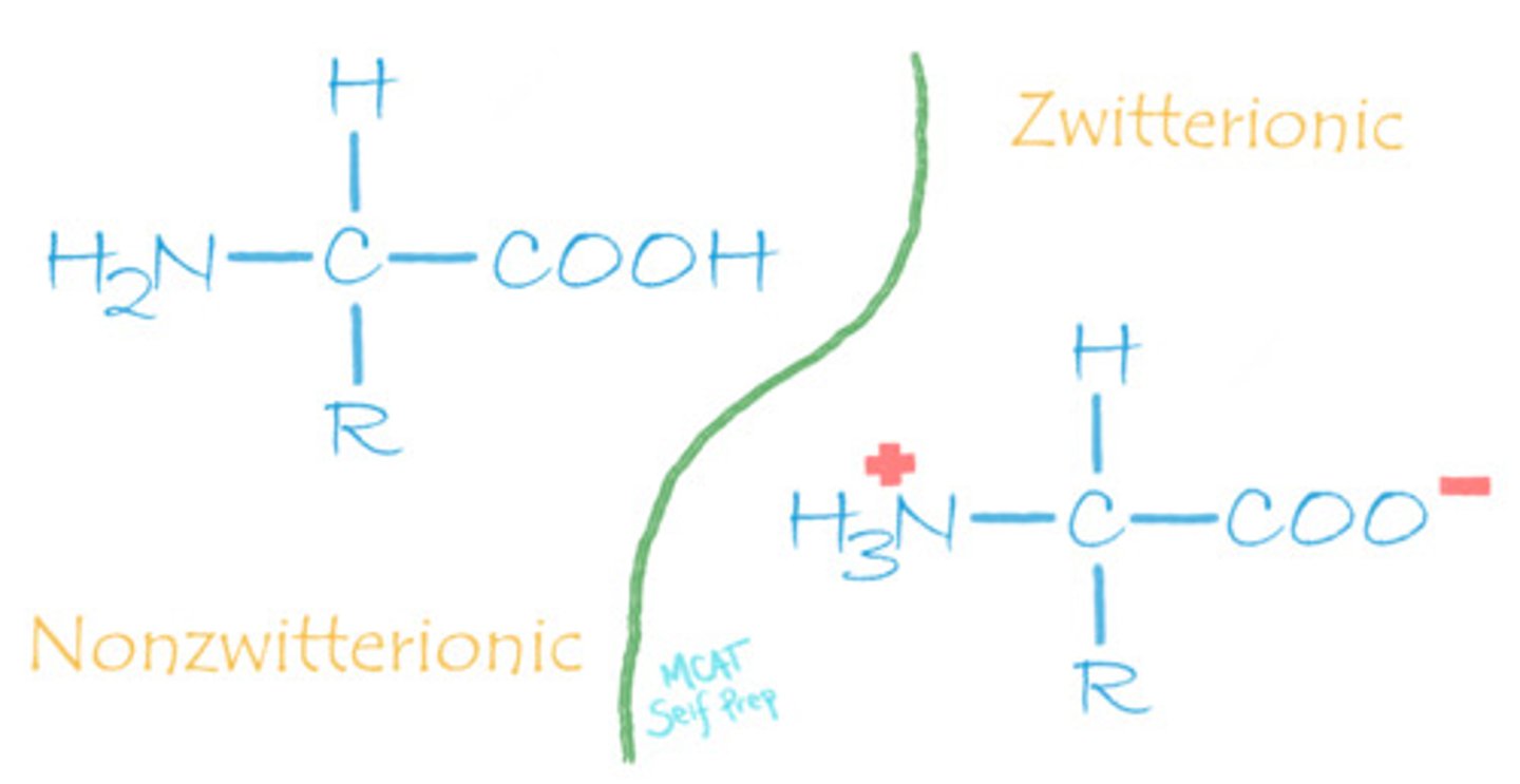 <p>An amino acid with both a negative charge and a positive charge present on the carboxylic acid group and amino group, respectively, is called a zwitterion.</p><p>Its non-zwitterionic form entails both groups having no charge.</p>