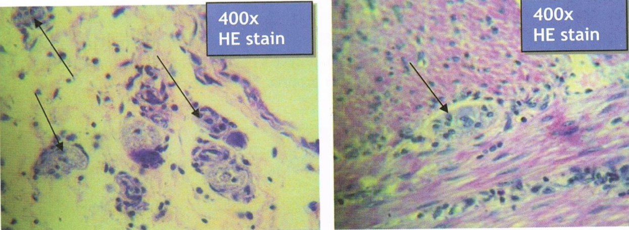 <p>Identify the structure</p>