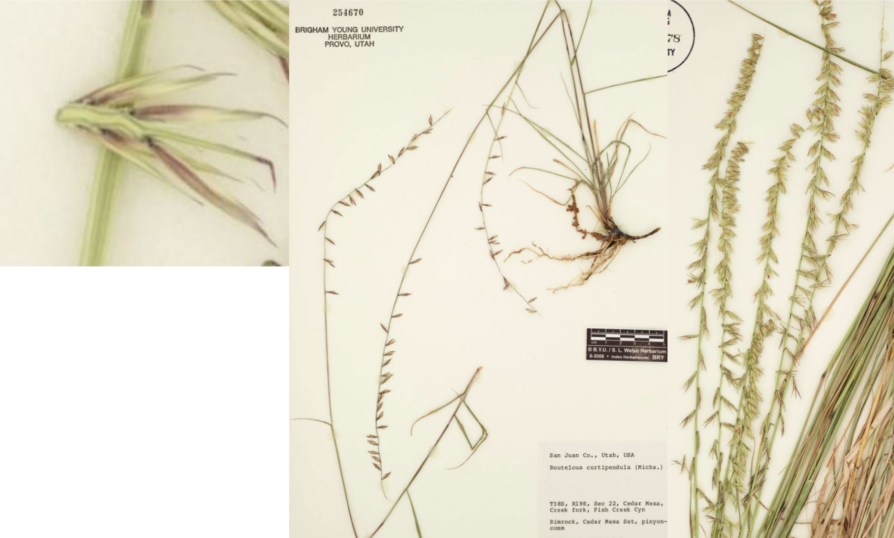 <p>Pendulum spikelets, smaller </p><p>30-50 spikelets</p><p>Small awns</p><p>Rhizomes</p>