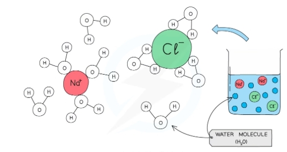 * Allows chemical reactions to occur within cells as the dissolved solutes are more chemicaly reactive when they are free to move about
* Metavolites can be transported efficiently in a dissolved state