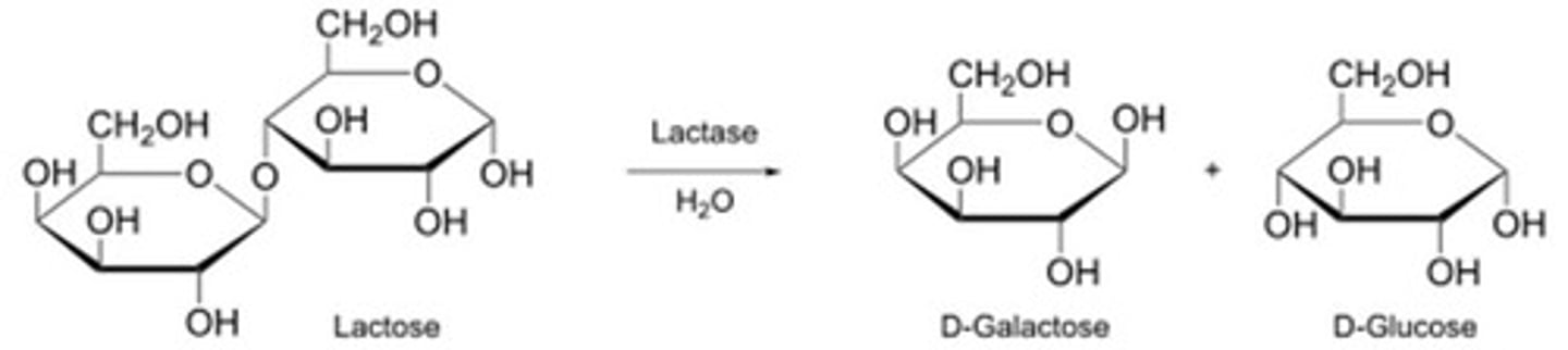 <p>Galactose and glucose linked by a β-1,4 glycosidic bond.</p>