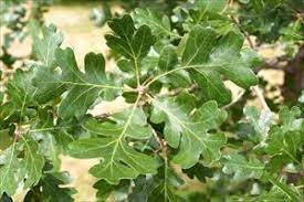 <p>Name this tree (scientific + common name)</p>