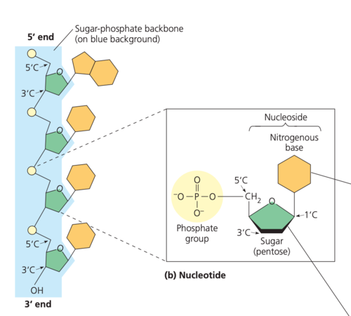 <p>The  “backbone” is the alternating phosphate-sugar… found in a polymer of nucleic acids.</p><p>The relative strength of the backbone maintains the nucleotides in their specific sequence.</p>