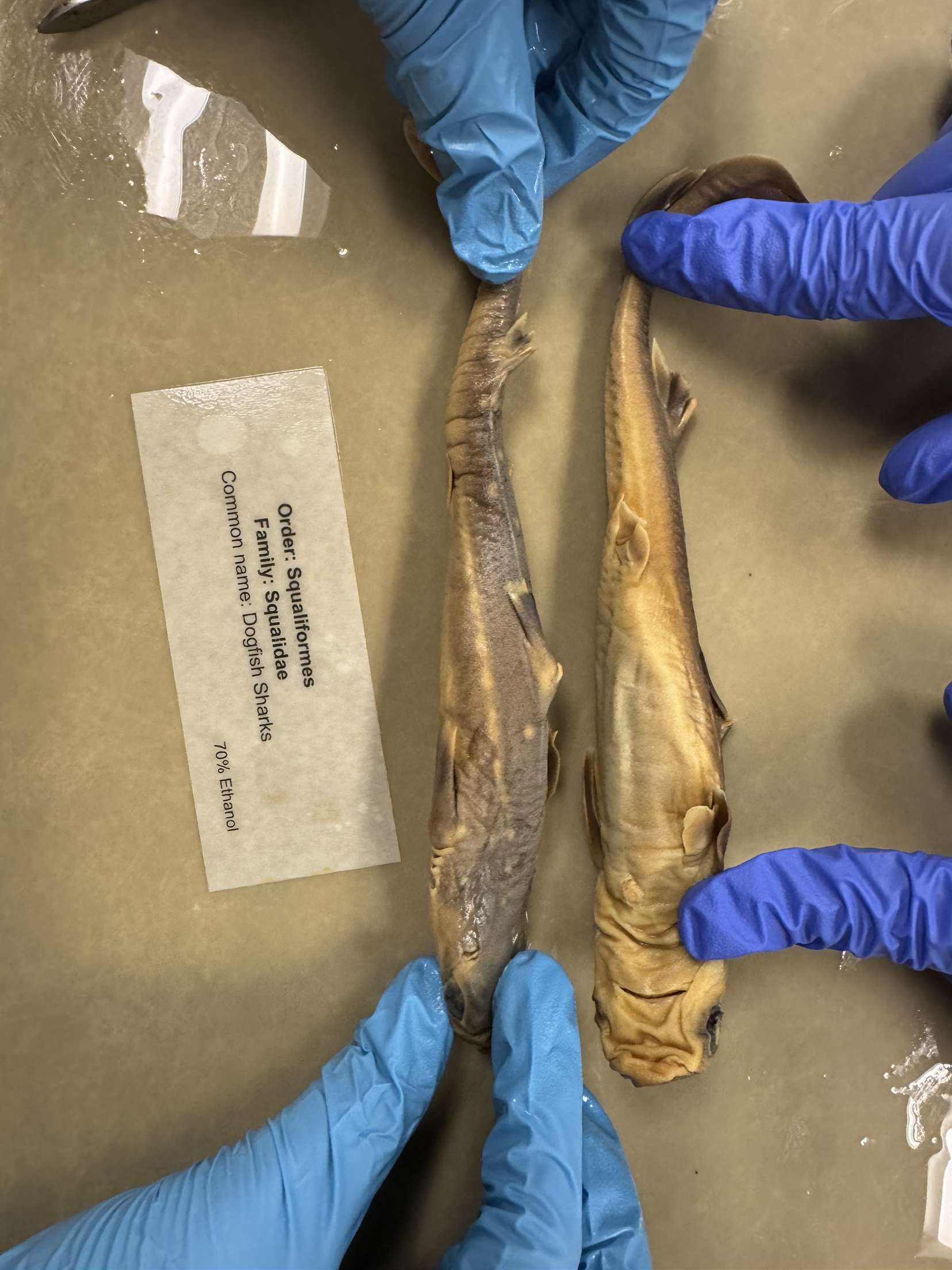 <p>Squalus acanthias</p>