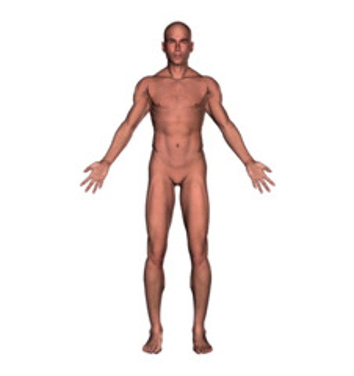 <p>standing upright, with arms at side and palms facing forward. Legs straight, toes pointed forward</p>