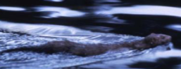 <p>Mink</p>