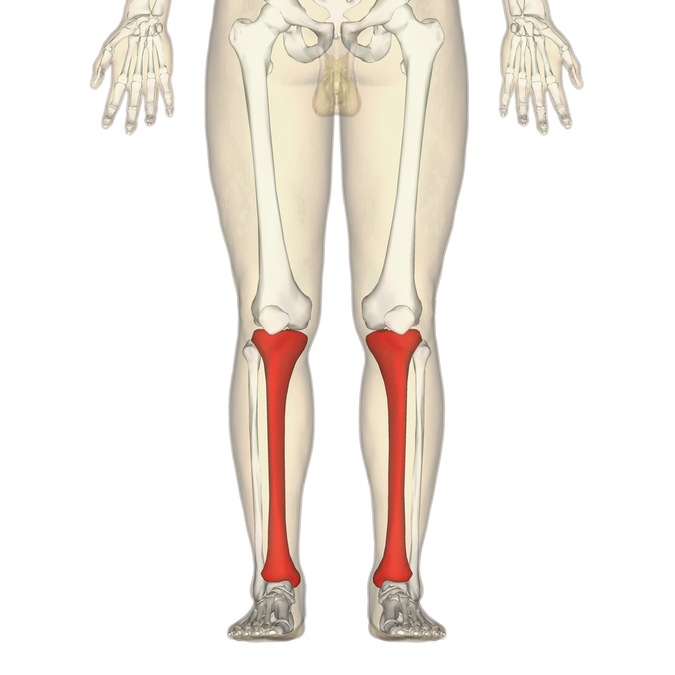 <p>Thick, medial leg bone (shin bone).</p><p></p>