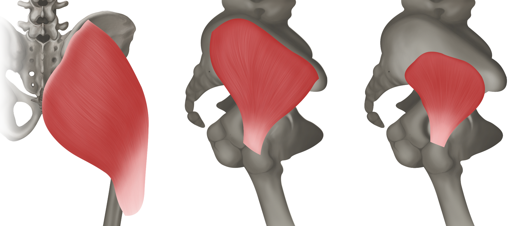 <p>mm. glutei - ZAČÁTEK</p>