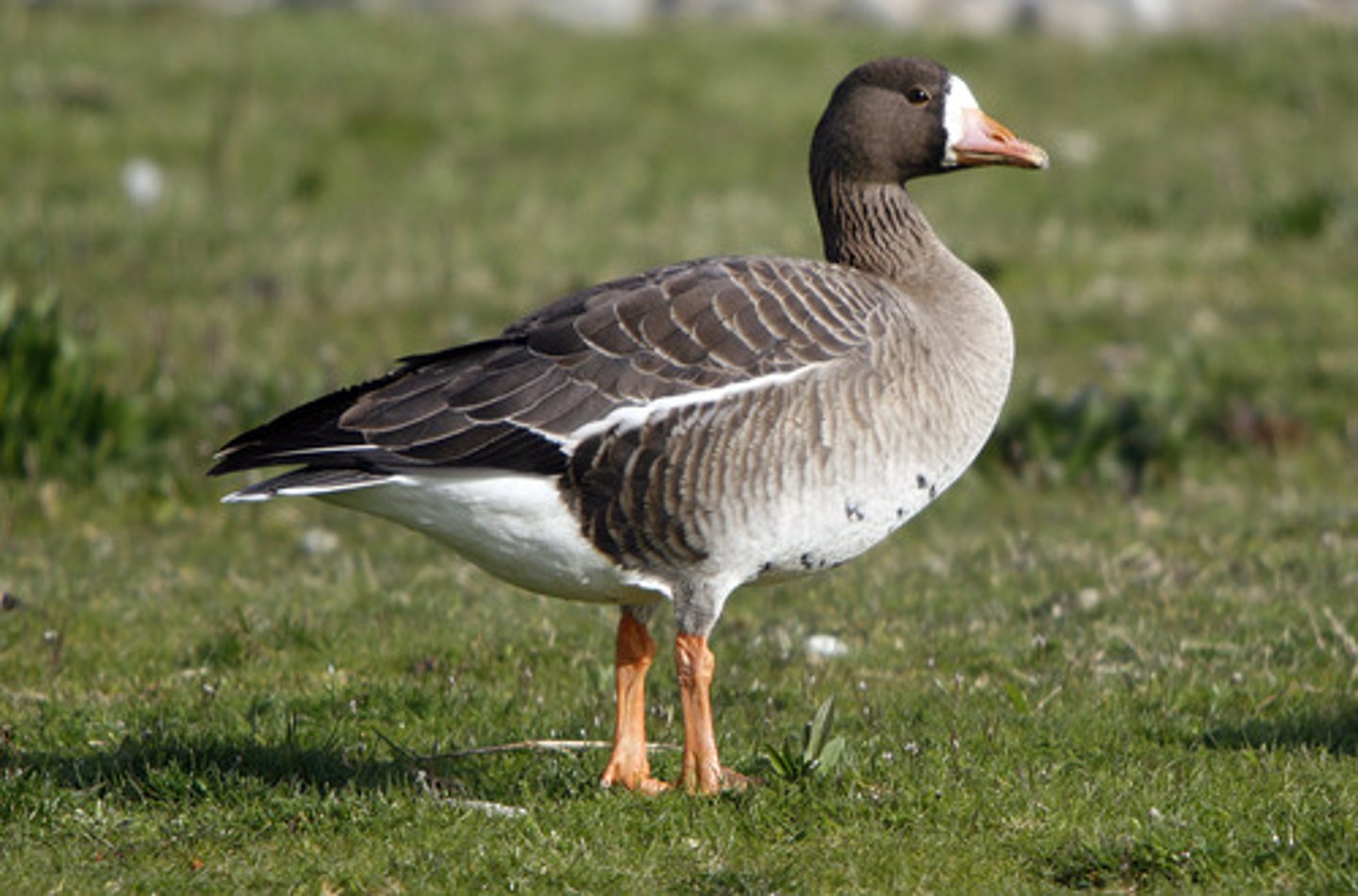 <p>Anseriformes</p><p>Anatidae</p>