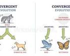 <p><span>when unrelated species evolve similar traits because they adapt to similar environments or ecological niches.&nbsp;</span></p>